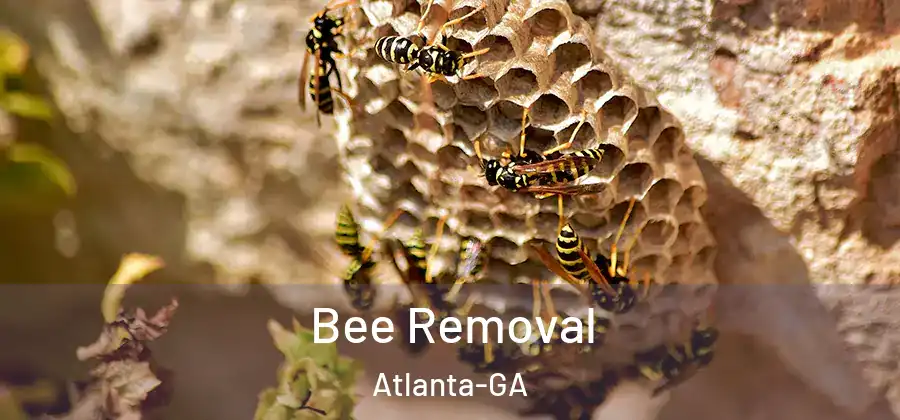 Bee Removal Atlanta-GA
