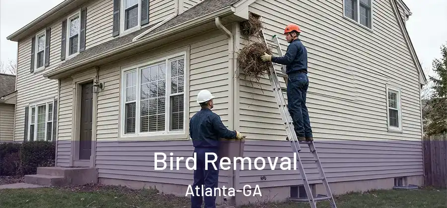 Bird Removal Atlanta-GA