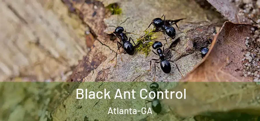 Black Ant Control Atlanta-GA