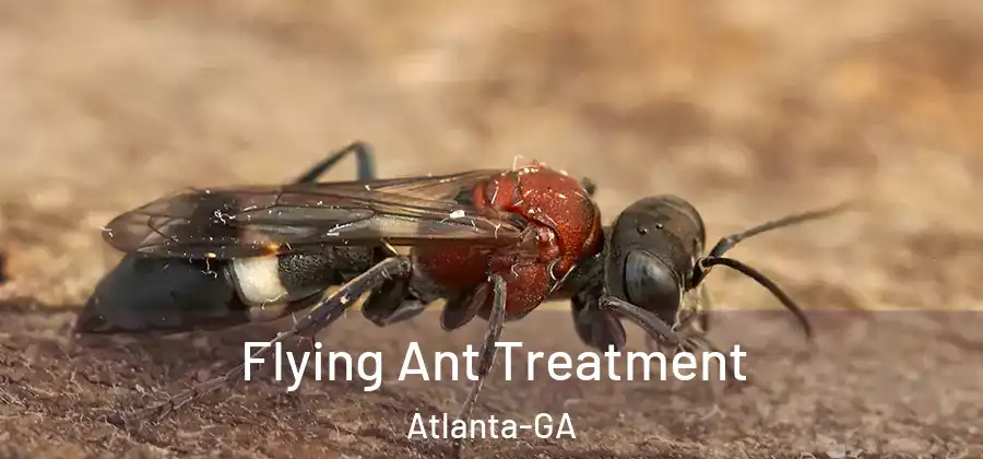  Flying Ant Treatment Atlanta-GA