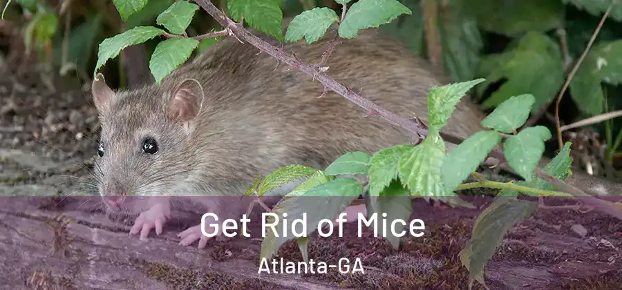 Get Rid of Mice Atlanta-GA