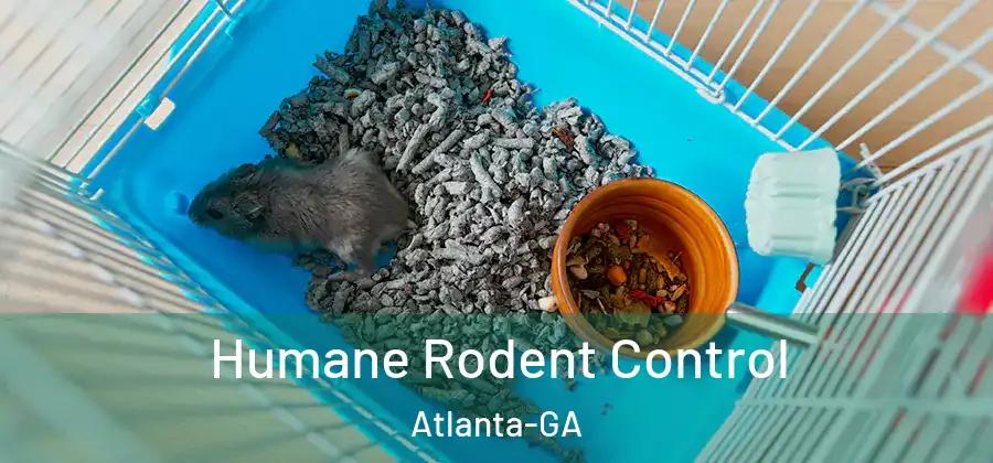 Humane Rodent Control Atlanta-GA