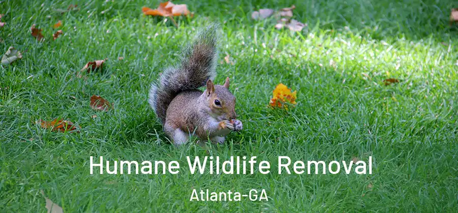  Humane Wildlife Removal Atlanta-GA