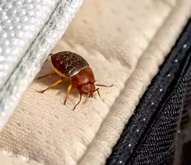 Trusted Bed Bug Prevention Specialists in Atlanta, GA