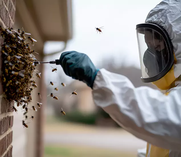 Your Bee Removal Company in Atlanta, GA
