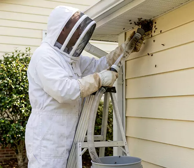 Your Affordable Bee Removal Company in Atlanta, GA