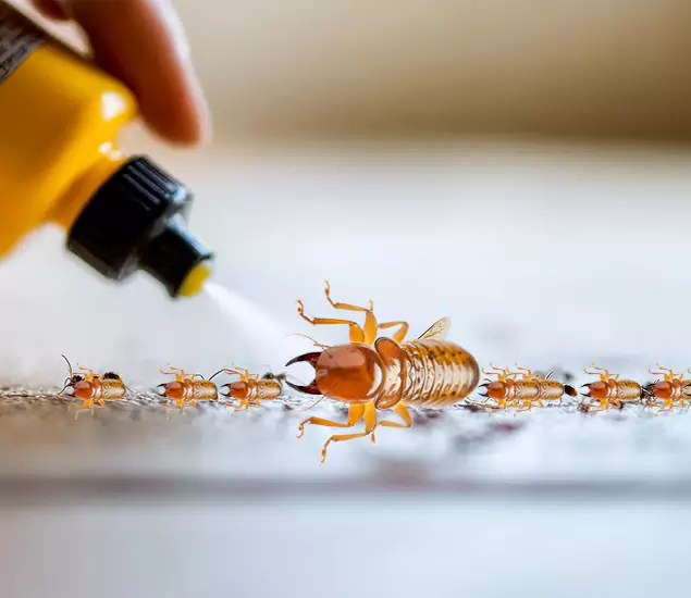 Reliable Bora Care Termite Experts in Atlanta, GA
