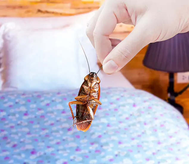 Expert Roach Control Services: Your Cockroach Pest Control in Atlanta, GA