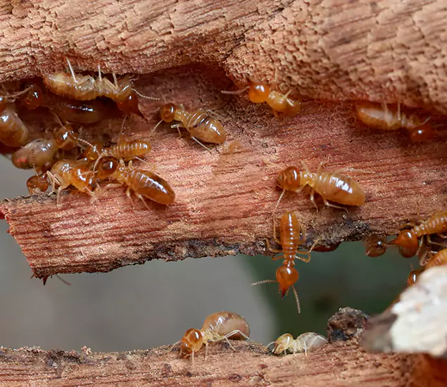 About Our Drywood Termite Treatment Experts in Atlanta, GA