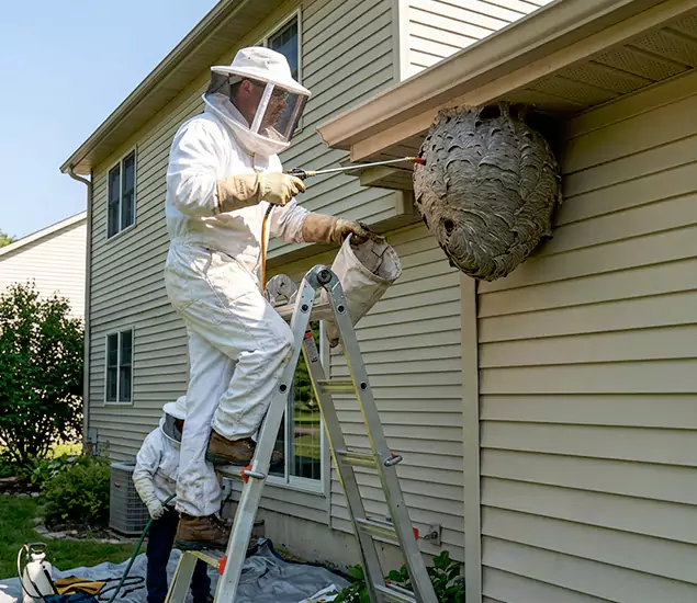 Expert Wasp Nest Removal: Your Local Wasp Nest Removal Company in Atlanta, GA