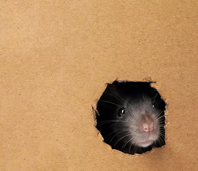 Rats in Attic Removal Experts in Atlanta, GA