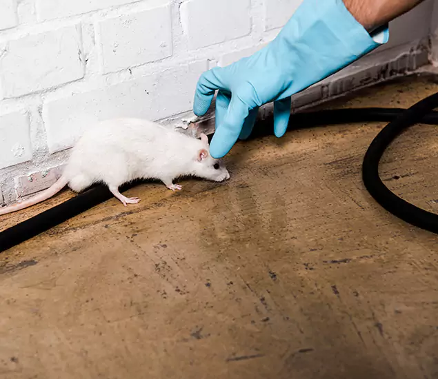 Your Pest Control Partner in Atlanta, GA