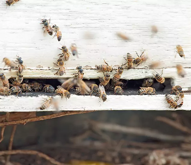 Trusted Termite Exterminator Experts You Can Rely On in Atlanta, GA