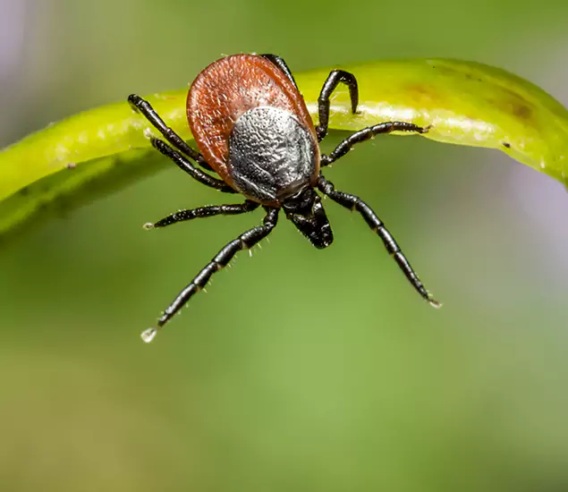 Your Trusted Tick Pest Control in Atlanta, GA