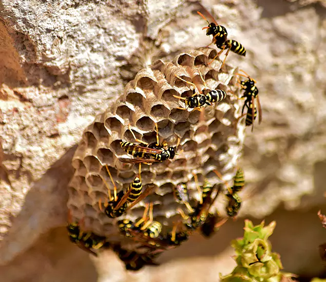 Your Best Wasp Removal Company in Atlanta, GA