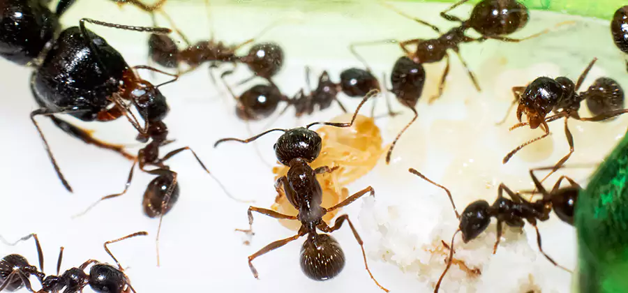 Argentine Ant Barrier Treatment in Atlanta