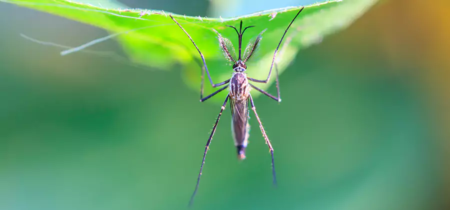 Natural Mosquito Spray for Yard in Atlanta