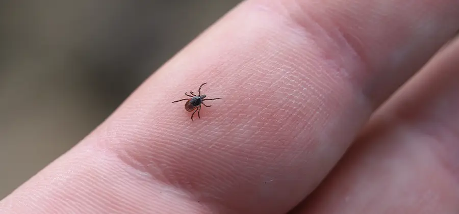 Infection Prevention for Bed Bug Bites in Atlanta