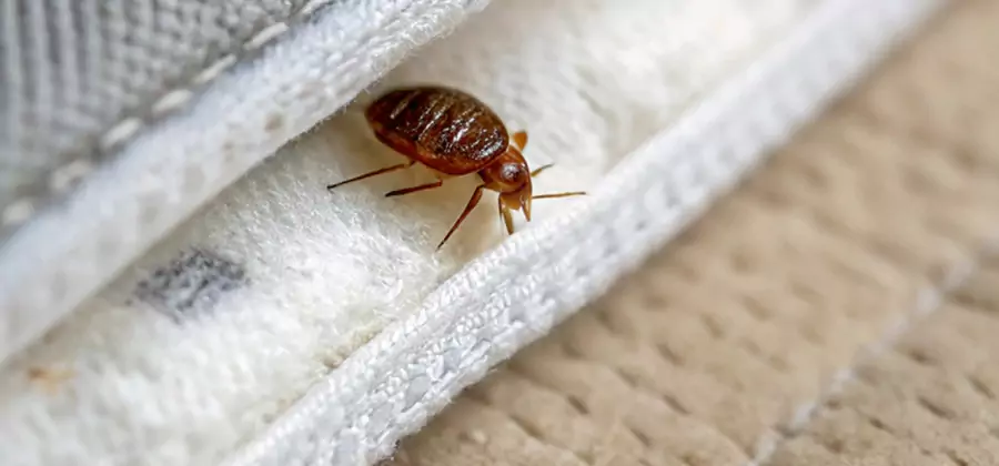 Tenting Bed Bug Fumigation in Atlanta