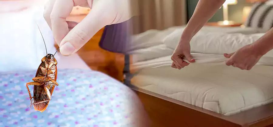 Bed Bug Home Extermination Service in Atlanta