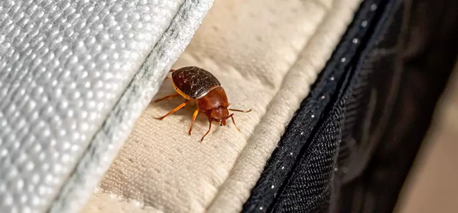 Commercial Bed Bug Control in Atlanta