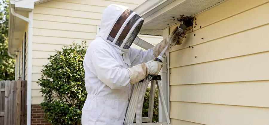 Ground Bee Removal in Atlanta