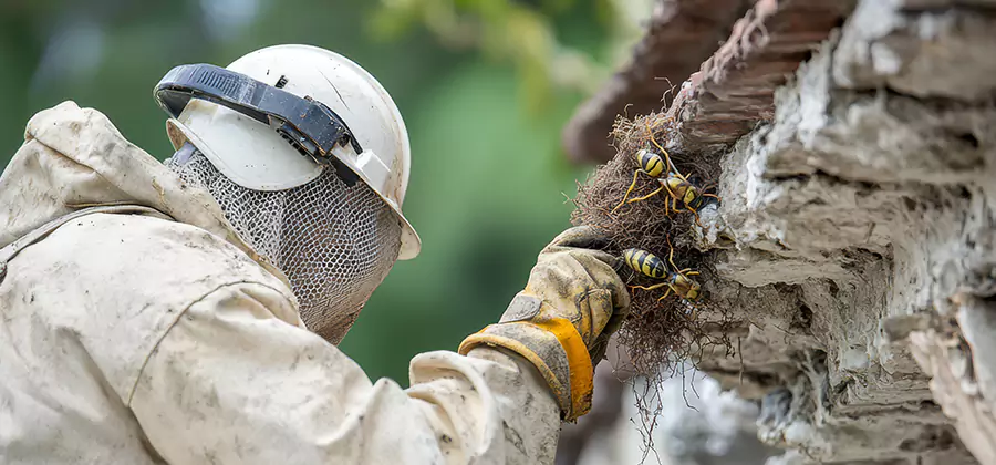 Bee and Wasp Hornet Removal in Atlanta