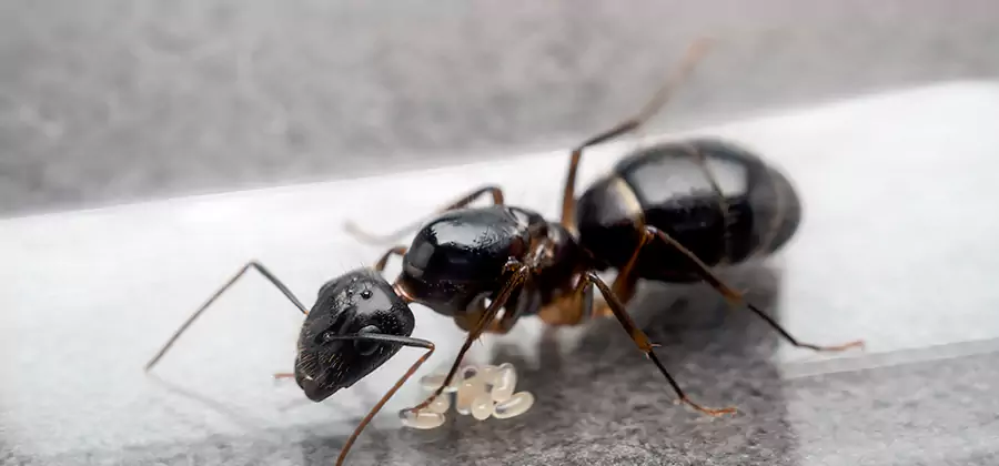 Black Ants in Kitchen Elimination in Atlanta