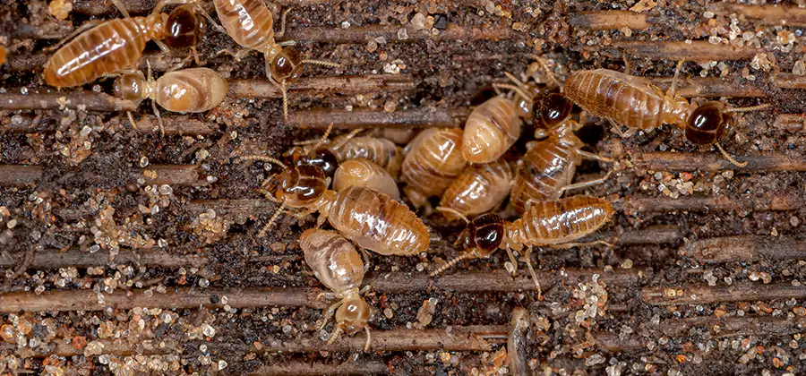 Bora Care Residential Termite Control in Atlanta