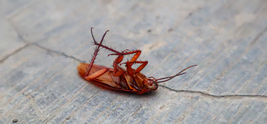 Cockroach Eradication for Commercial Properties in Atlanta