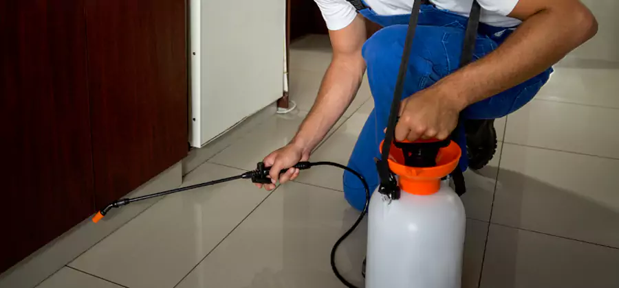 Palmetto Bug Exterminator in Atlanta