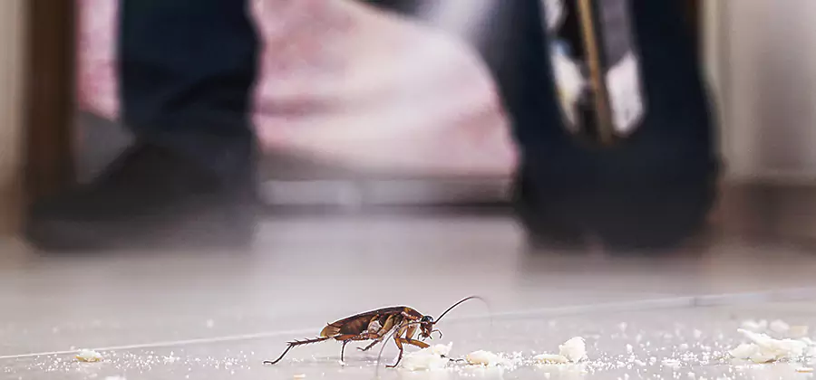 Roach House Treatment Atlanta