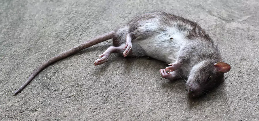 Dead Rat Disposal in Atlanta