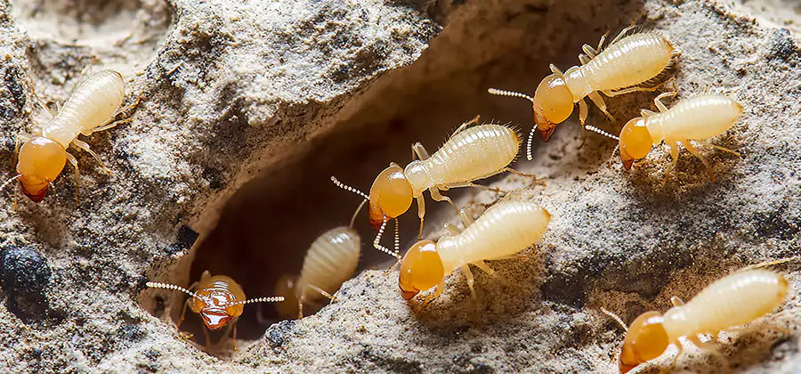 Termite Exterminator Services in Atlanta