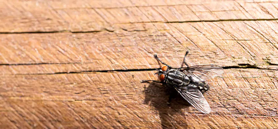 Flying Ant Barrier Treatment in Atlanta