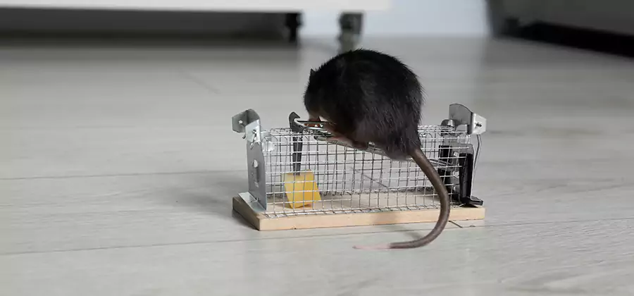 Mice in Attic Removal Atlanta