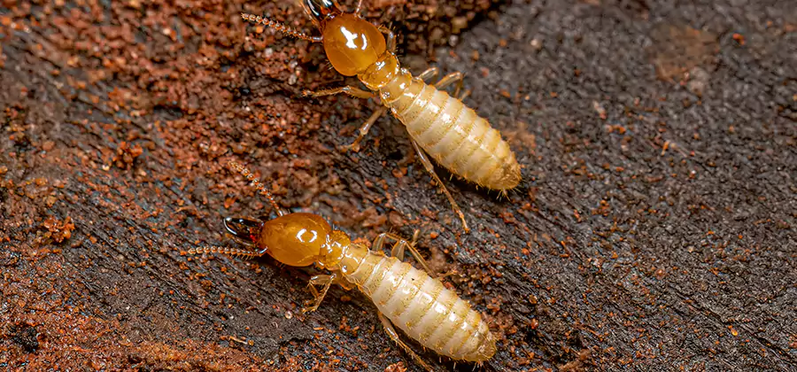 Structural Heat Termite Treatment in Atlanta