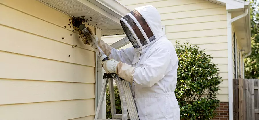 Wasp Nest in Wall Removal in Atlanta