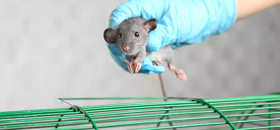 Humane Rat Trapping in Atlanta