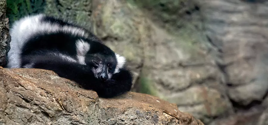 Humane Skunk Removal in Atlanta
