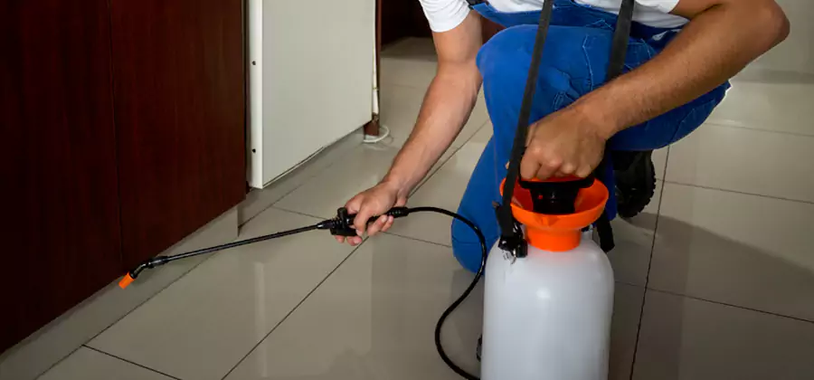 Indoor Insect Killer Solutions in Atlanta