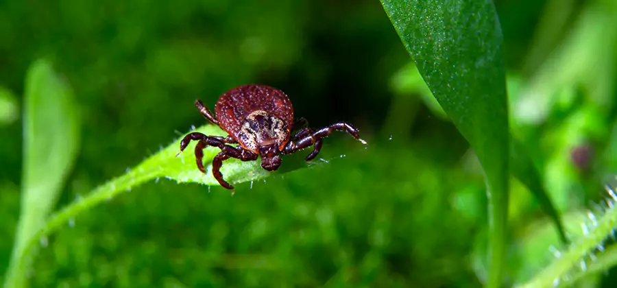 Tick Prevention for Yard in Atlanta