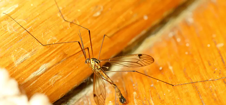Exterior Mosquito Control in Atlanta