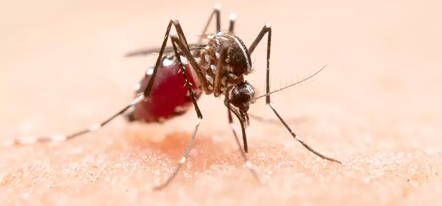 Indoor Mosquito Killer and Interior Control in Atlanta
