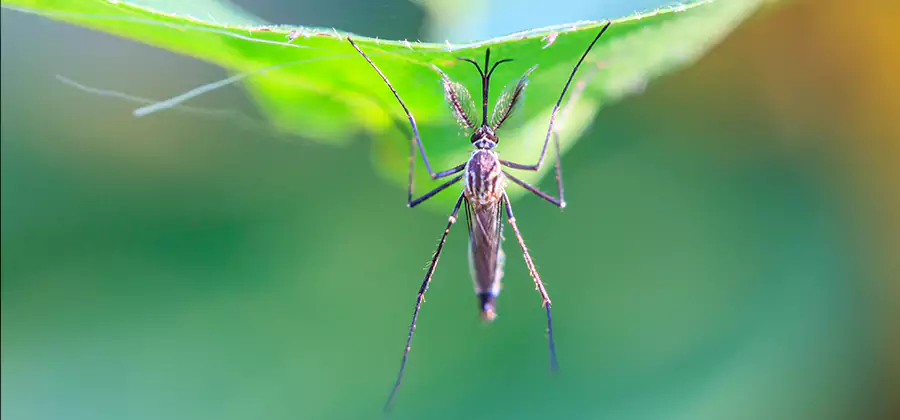 Pest and Mosquito Control for Yard and Patio in Atlanta