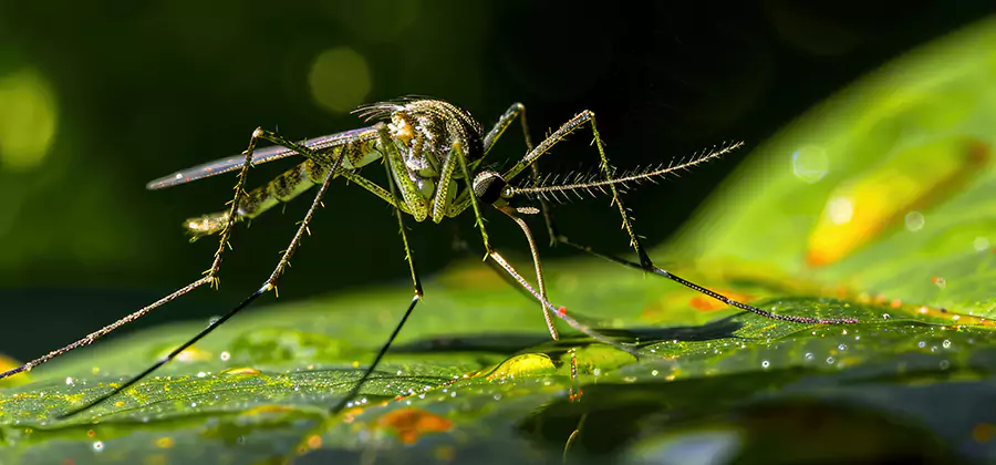 Tick and Mosquito Spray in Atlanta