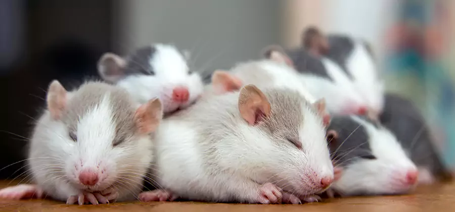 Atlanta Pet Safe Mice Control