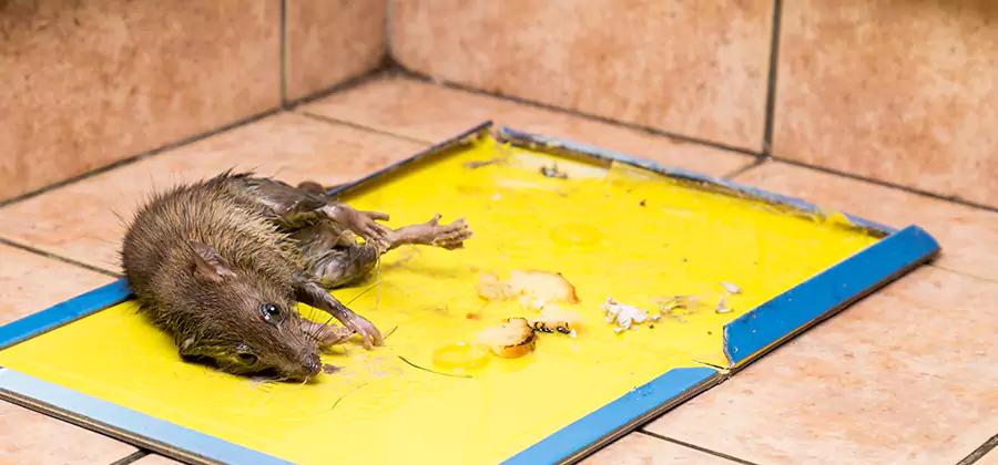 Mouse and Rat Control in Atlanta