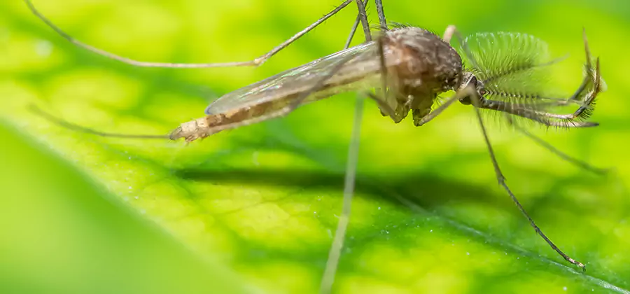 Herbal Mosquito Repellent Treatment in Atlanta