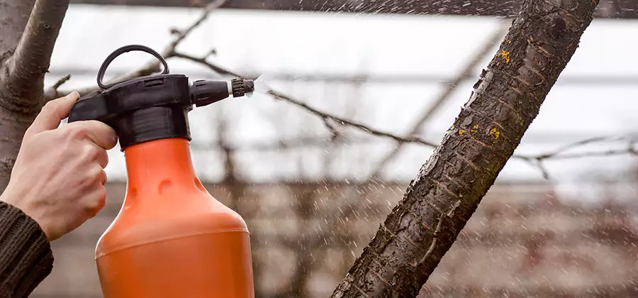 Orange Oil Structural Cavity Treatment in Atlanta